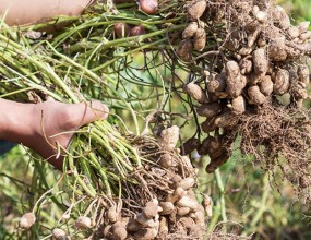 여주농산 향맛뜰 홈페이지 제작 완료